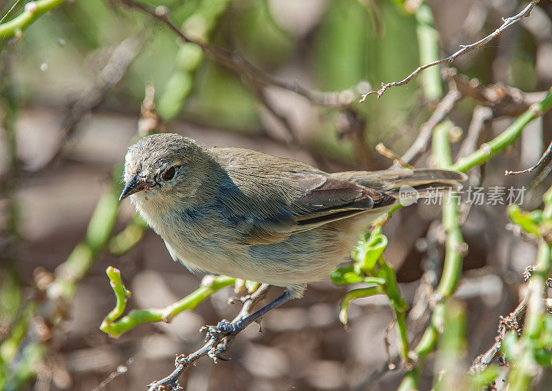 绿莺雀，Certhidea olivacea, Punta Suarez;罩岛;西班牙,岛加拉帕戈斯群岛;加拉帕戈斯群岛;厄瓜多尔